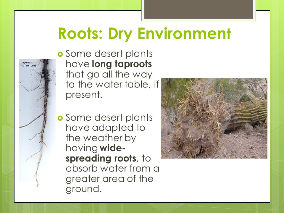 Cold Desert Plants